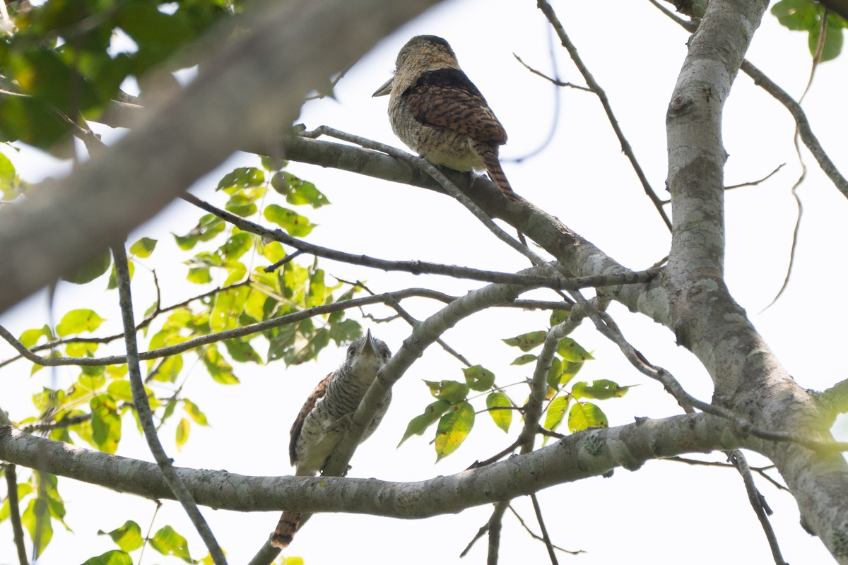 Barred Puffbird - ML644061702