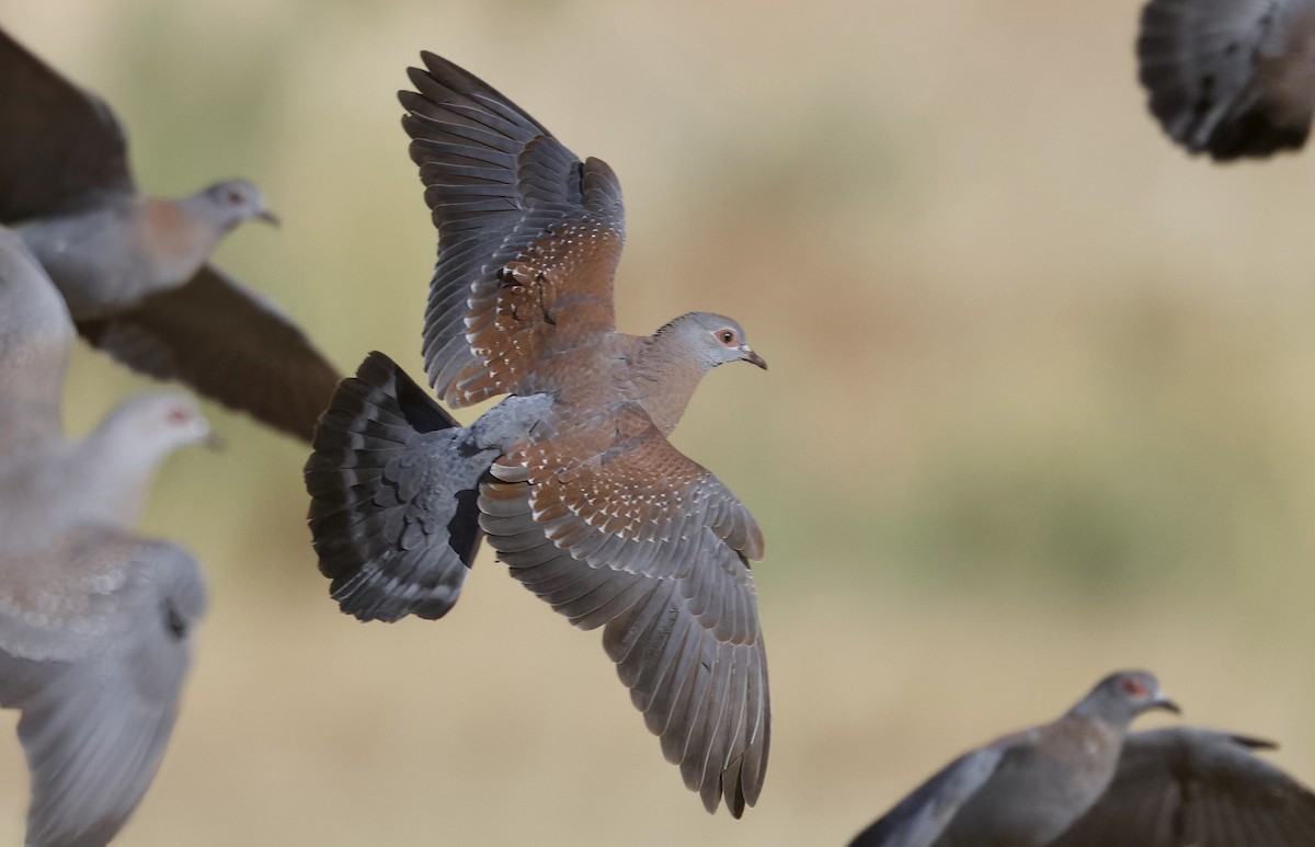 Speckled Pigeon - ML644061703
