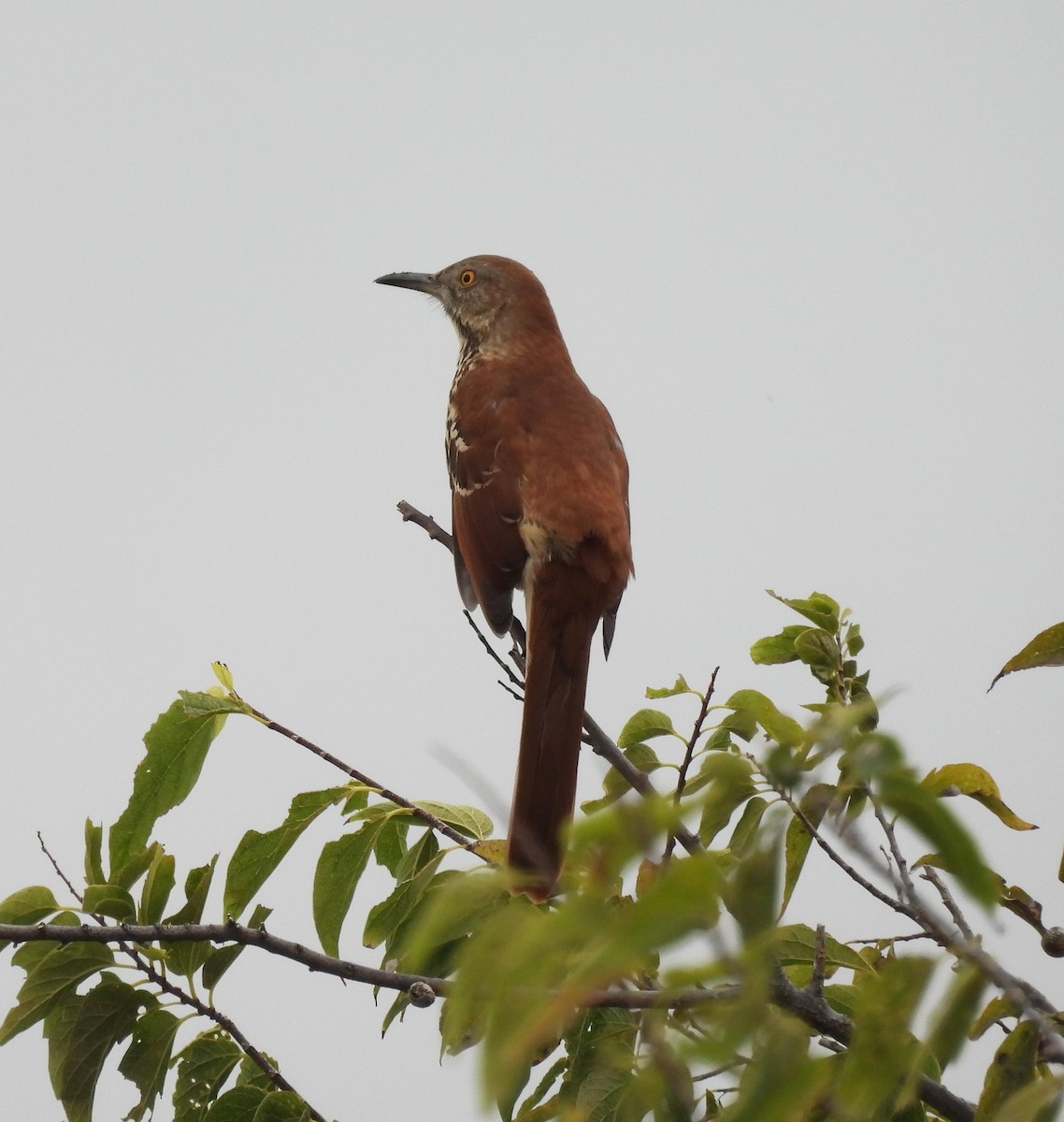 Brown Thrasher - ML644061708