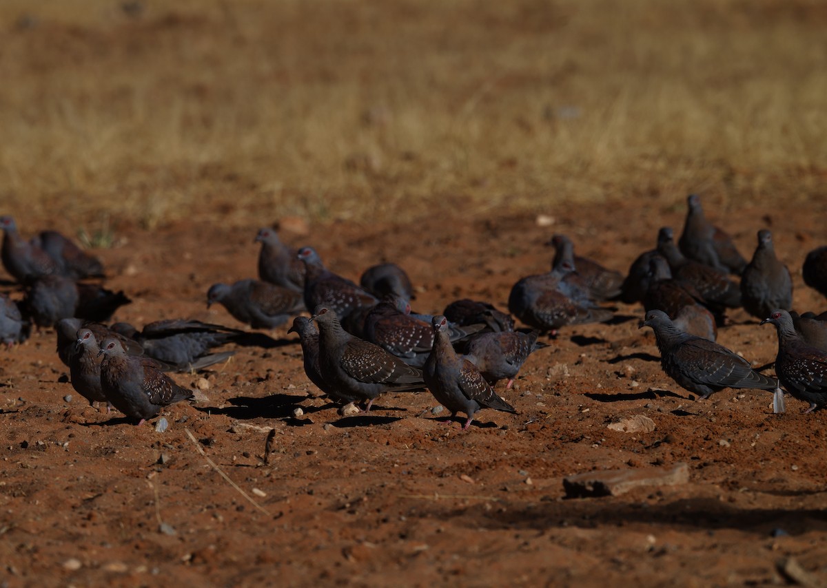 Speckled Pigeon - ML644061711