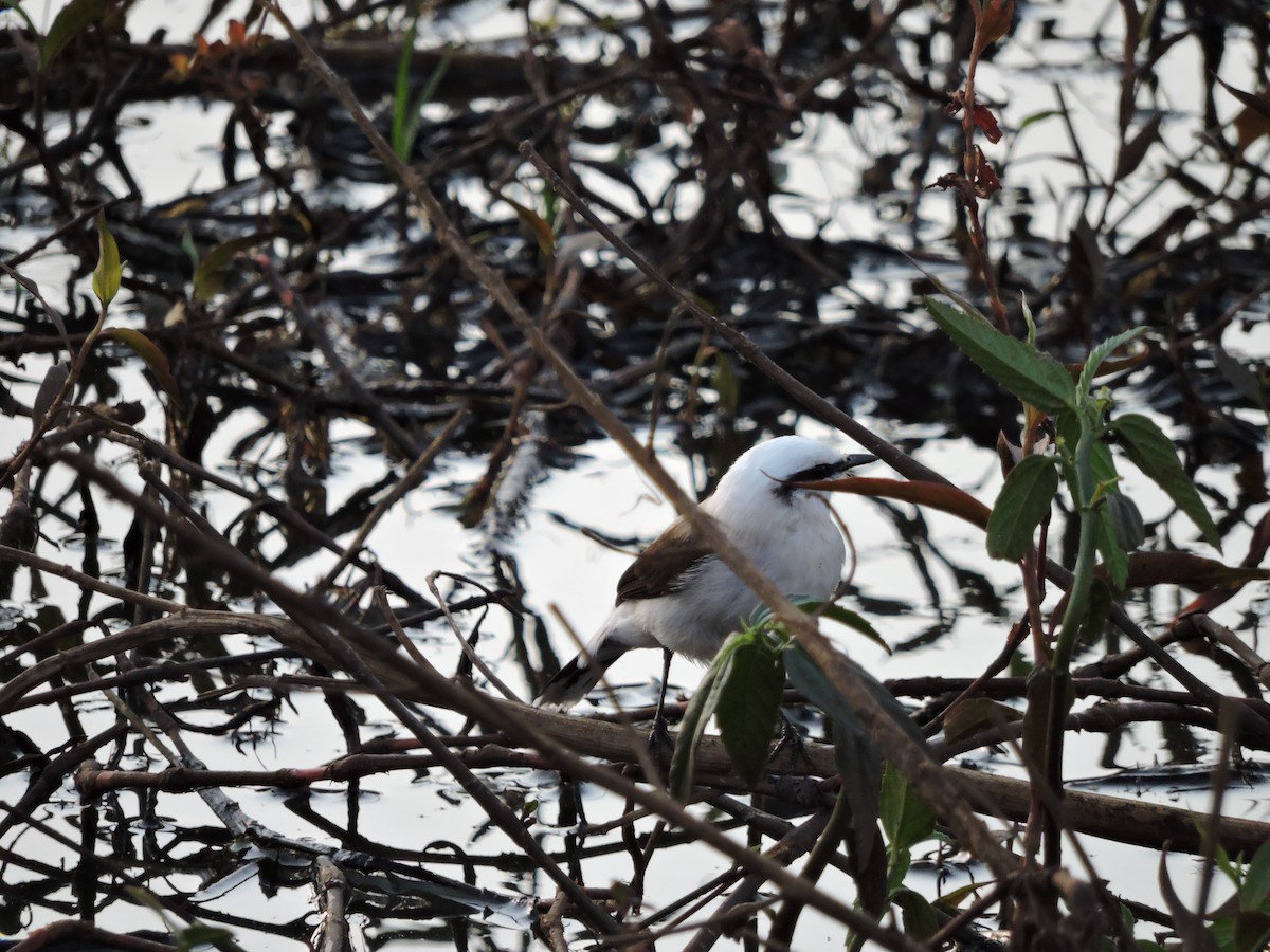 Masked Water-Tyrant - ML644061716