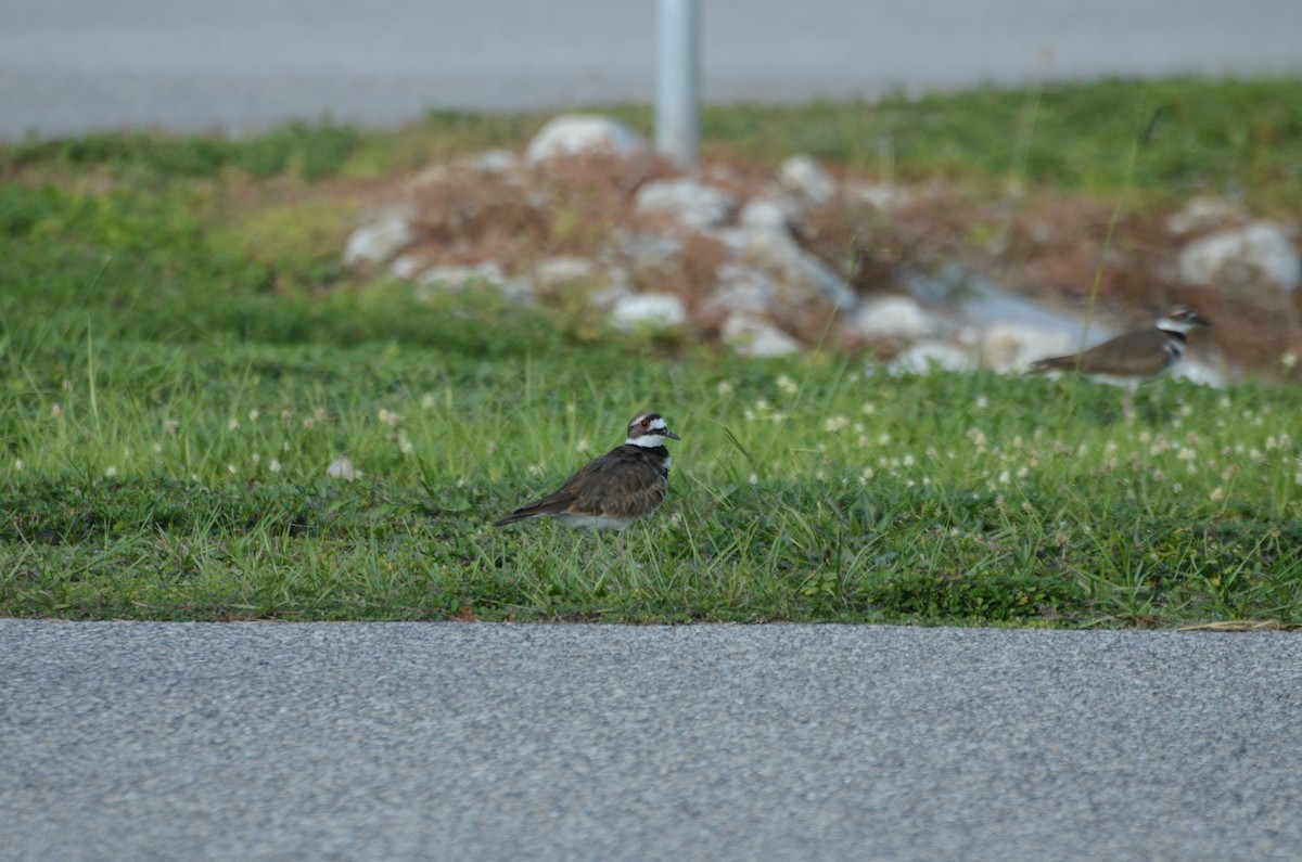 Killdeer - ML644061717