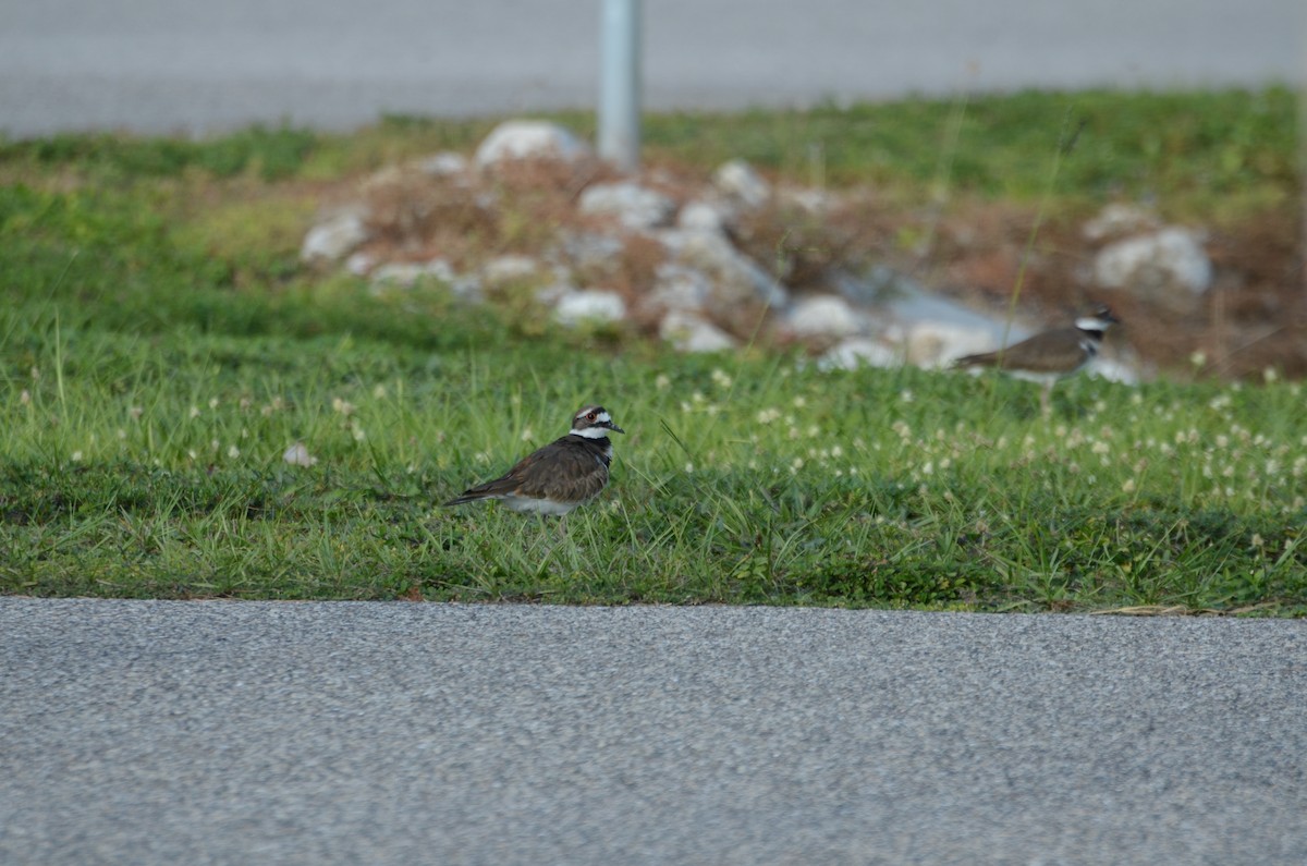 Killdeer - ML644061718