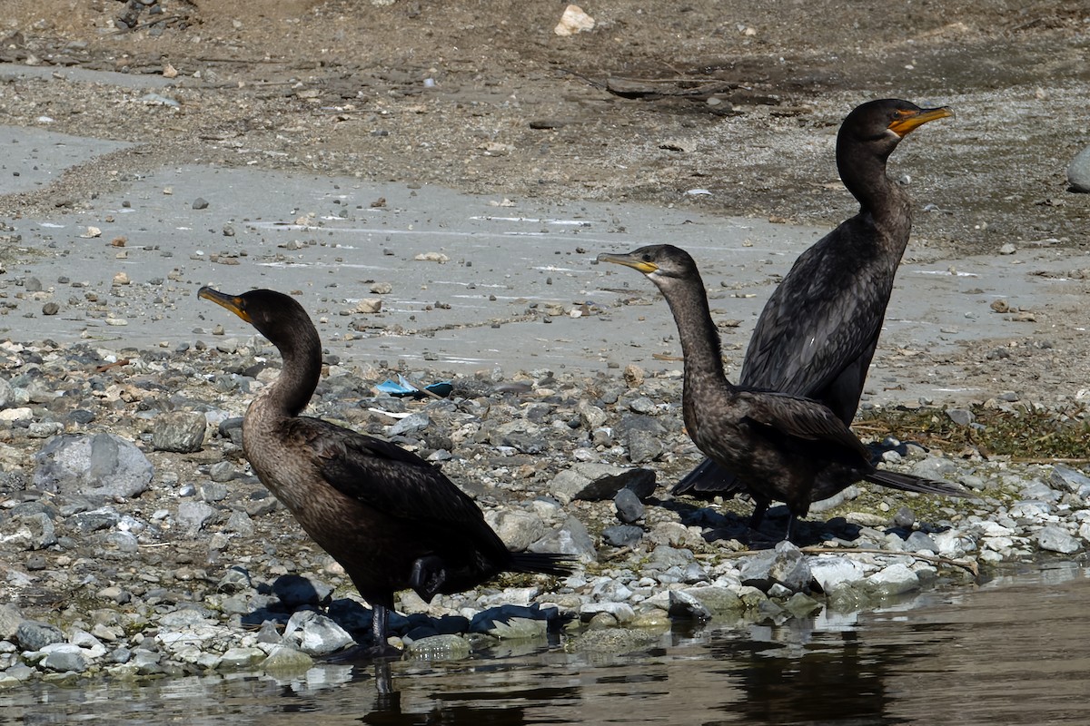 Cormoran à aigrettes - ML644061724