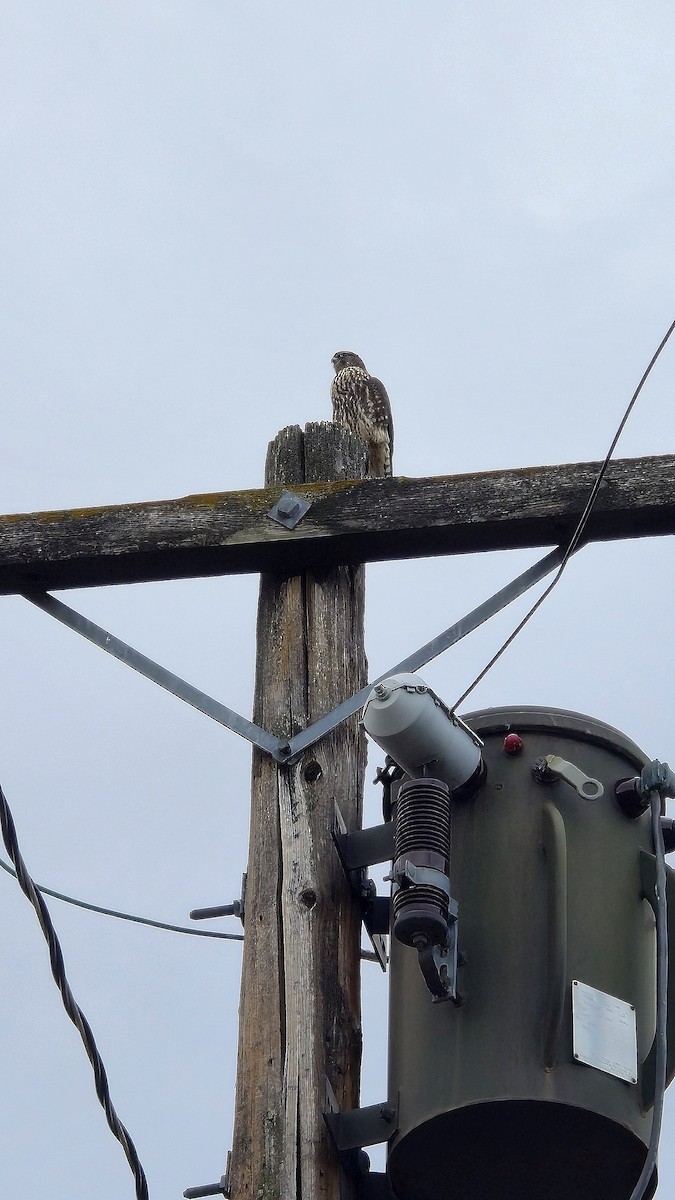 Merlin (Taiga) - ML644061731