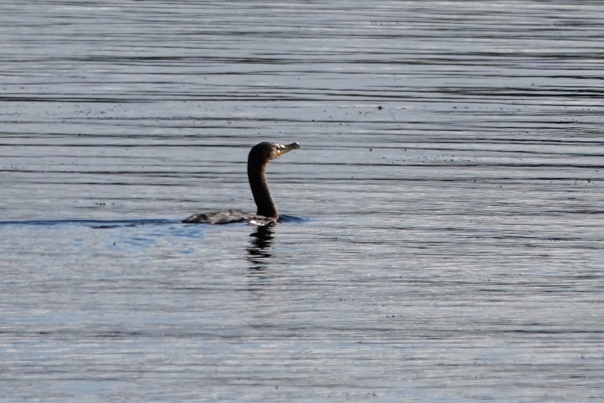 Double-crested Cormorant - ML644061740