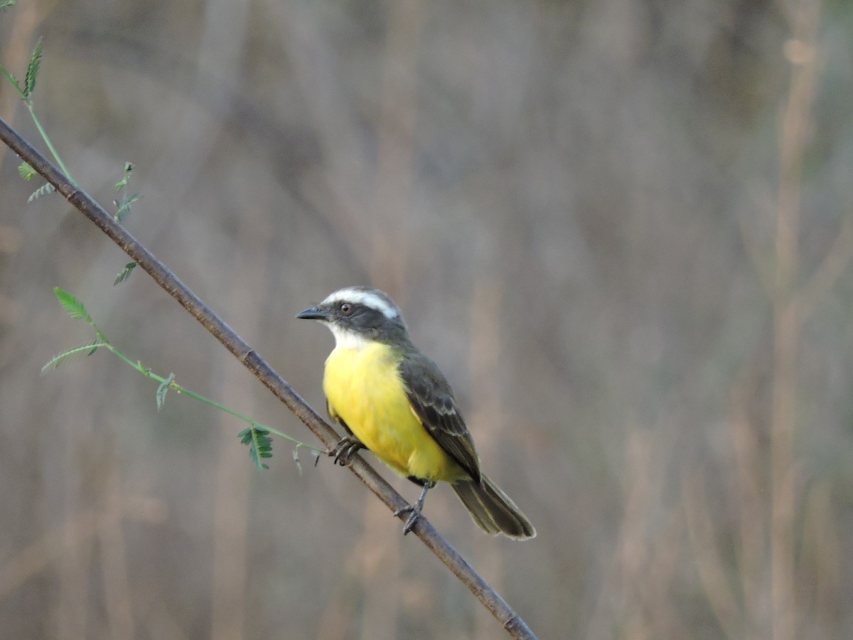 Social Flycatcher - ML644061741