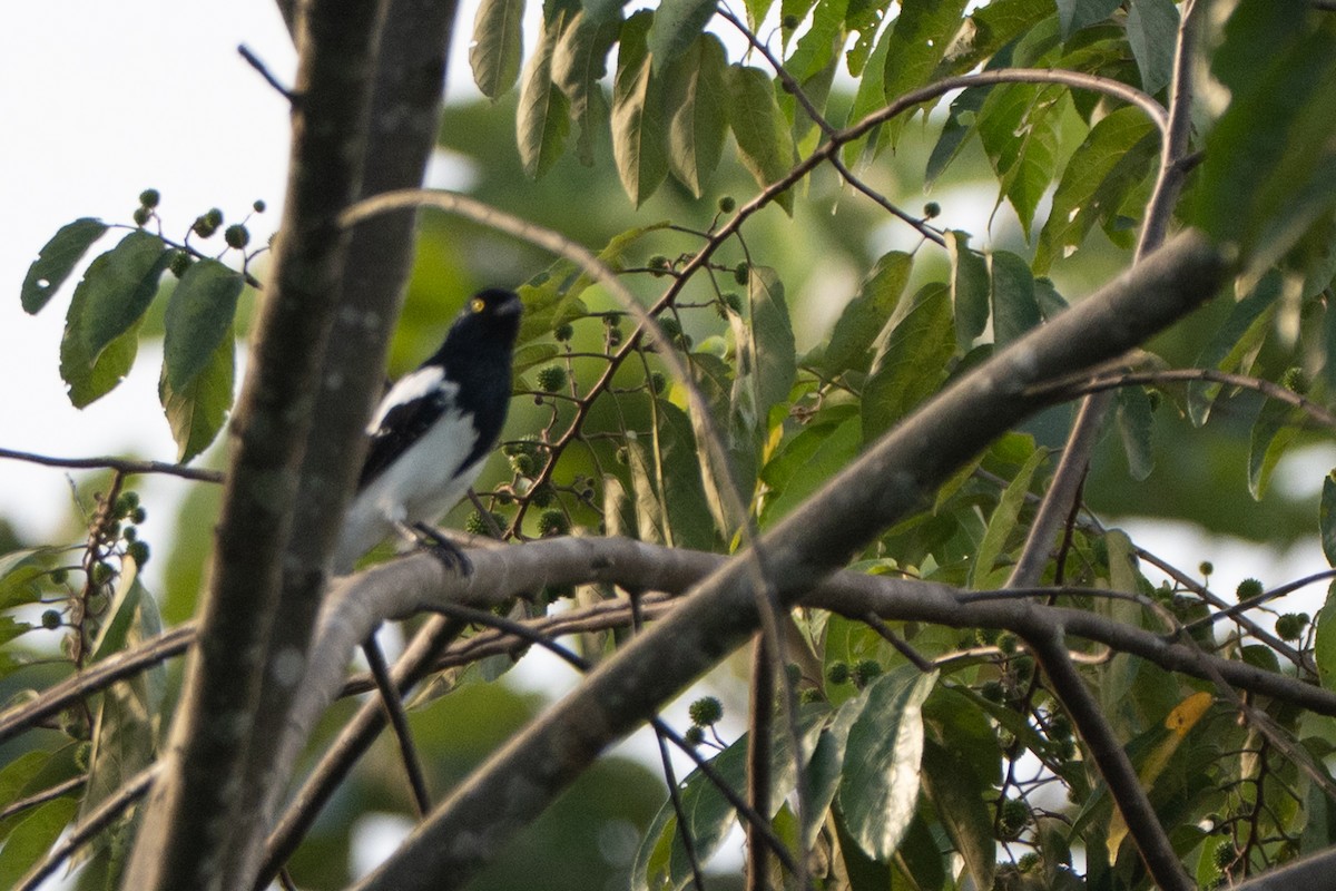 Magpie Tanager - ML644061745