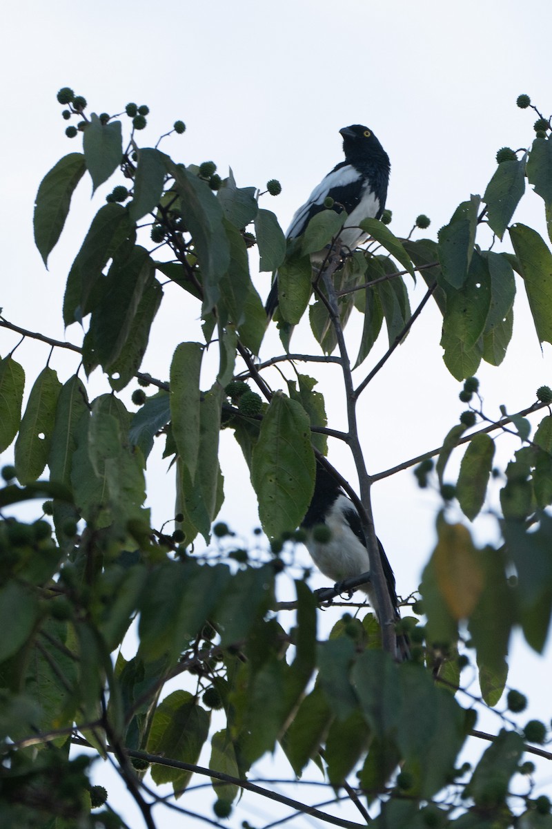 Magpie Tanager - ML644061746