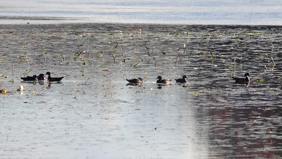 Wood Duck - ML644061748