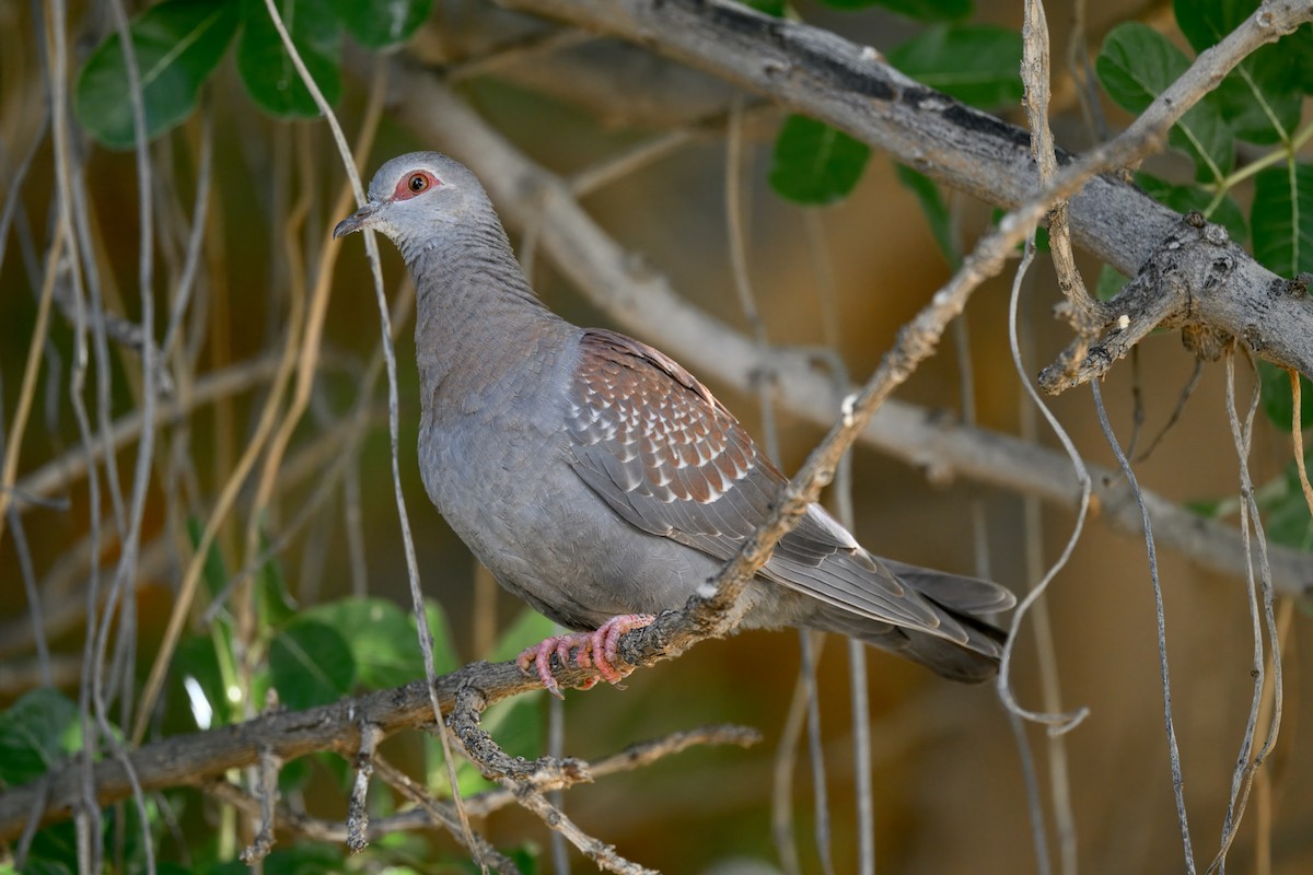 Speckled Pigeon - ML644061764