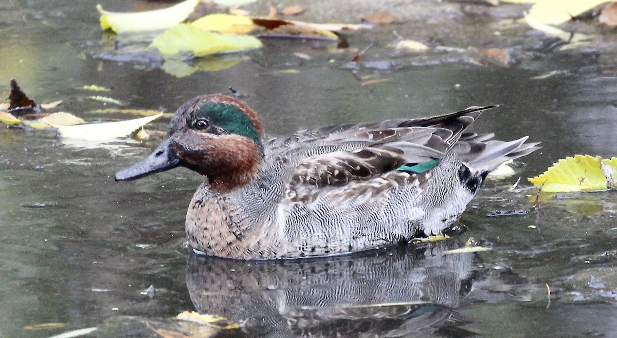 Green-winged Teal - ML644061770