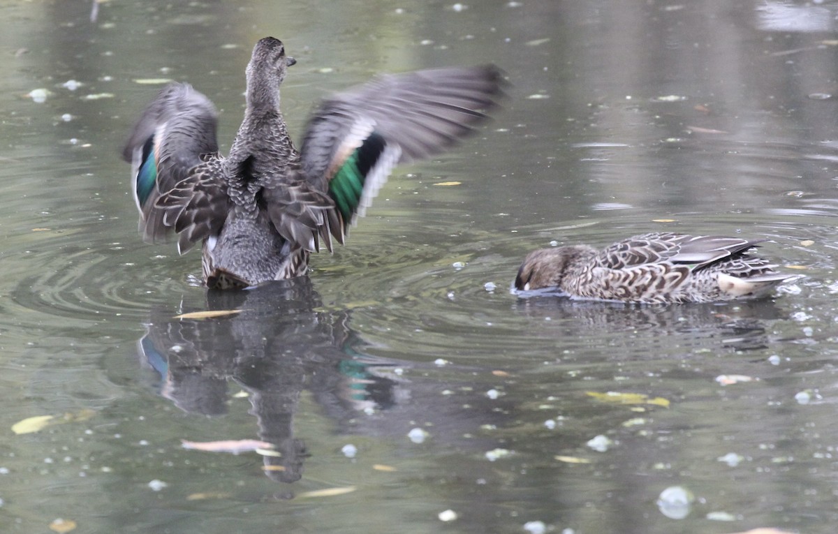 Green-winged Teal - ML644061774