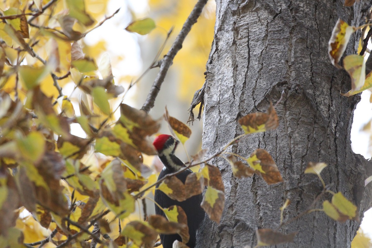 Pileated Woodpecker - ML644061789