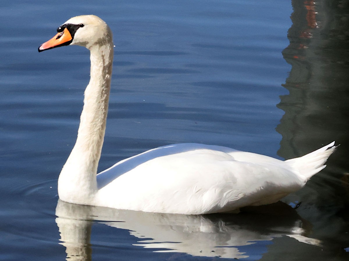 Mute Swan - ML644061795