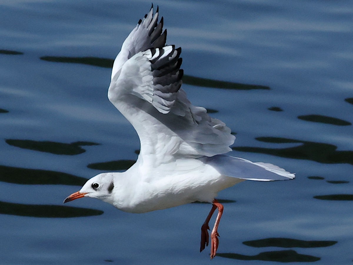 Black-headed Gull - ML644061805