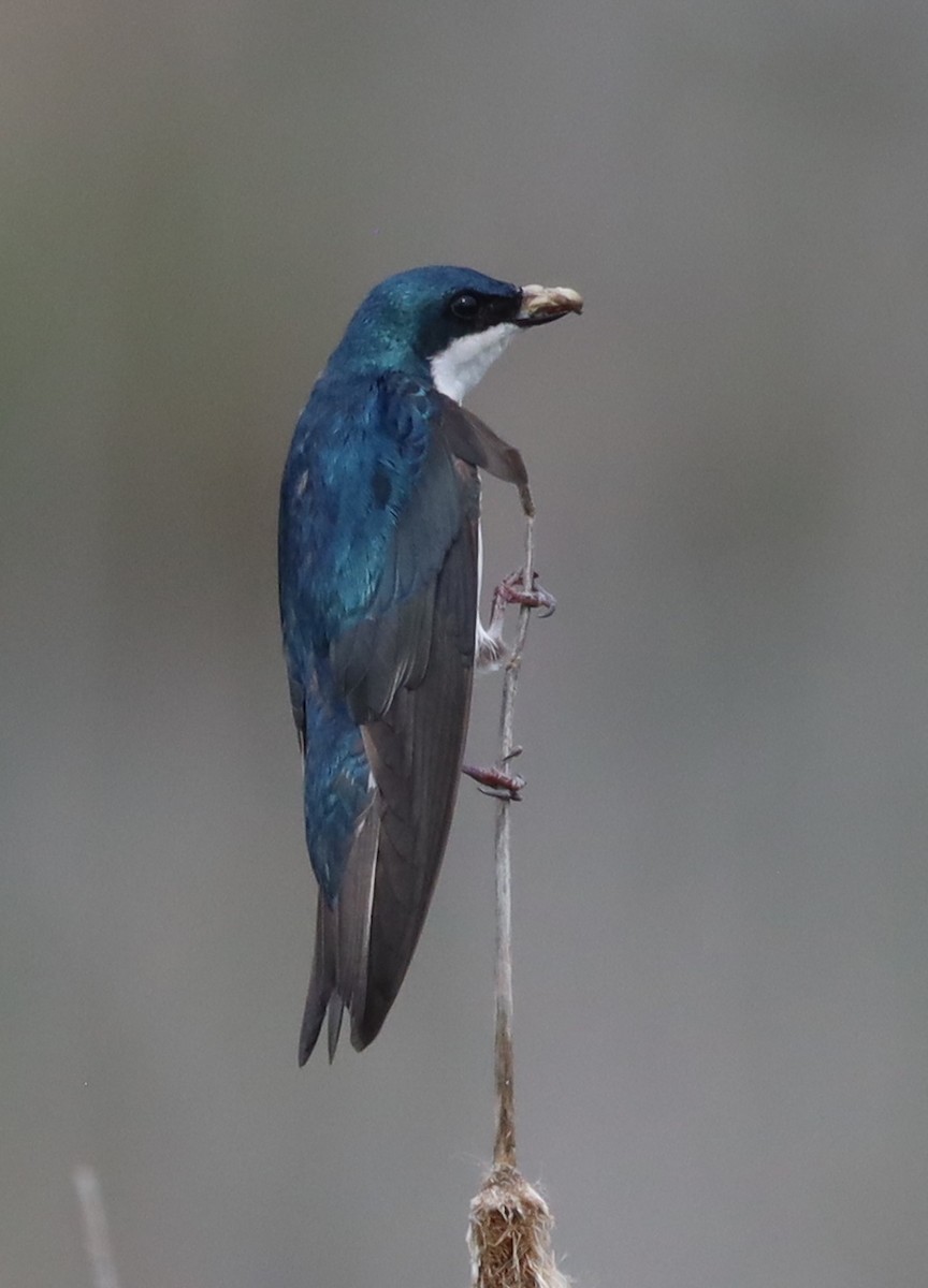 Tree Swallow - ML644061810