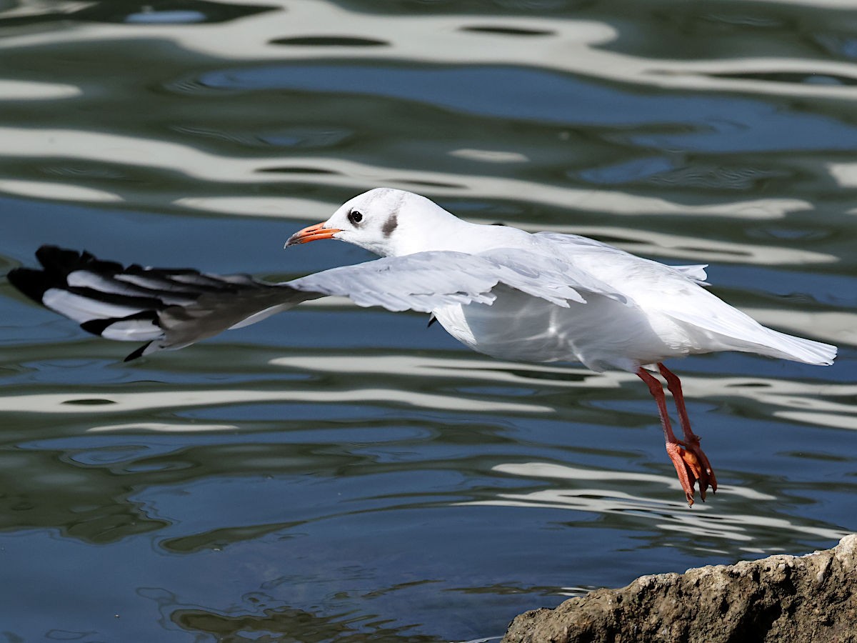 Black-headed Gull - ML644061811