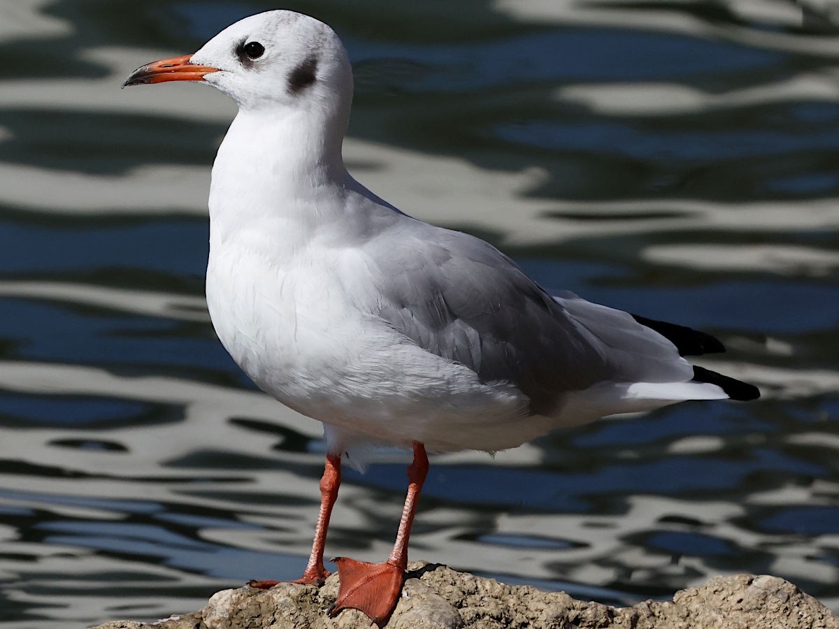 Black-headed Gull - ML644061814