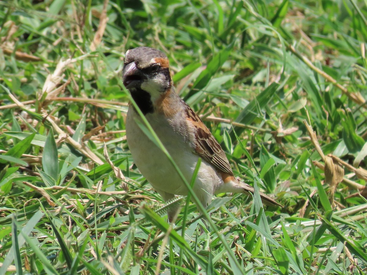 Shelley's Rufous Sparrow - ML644061832