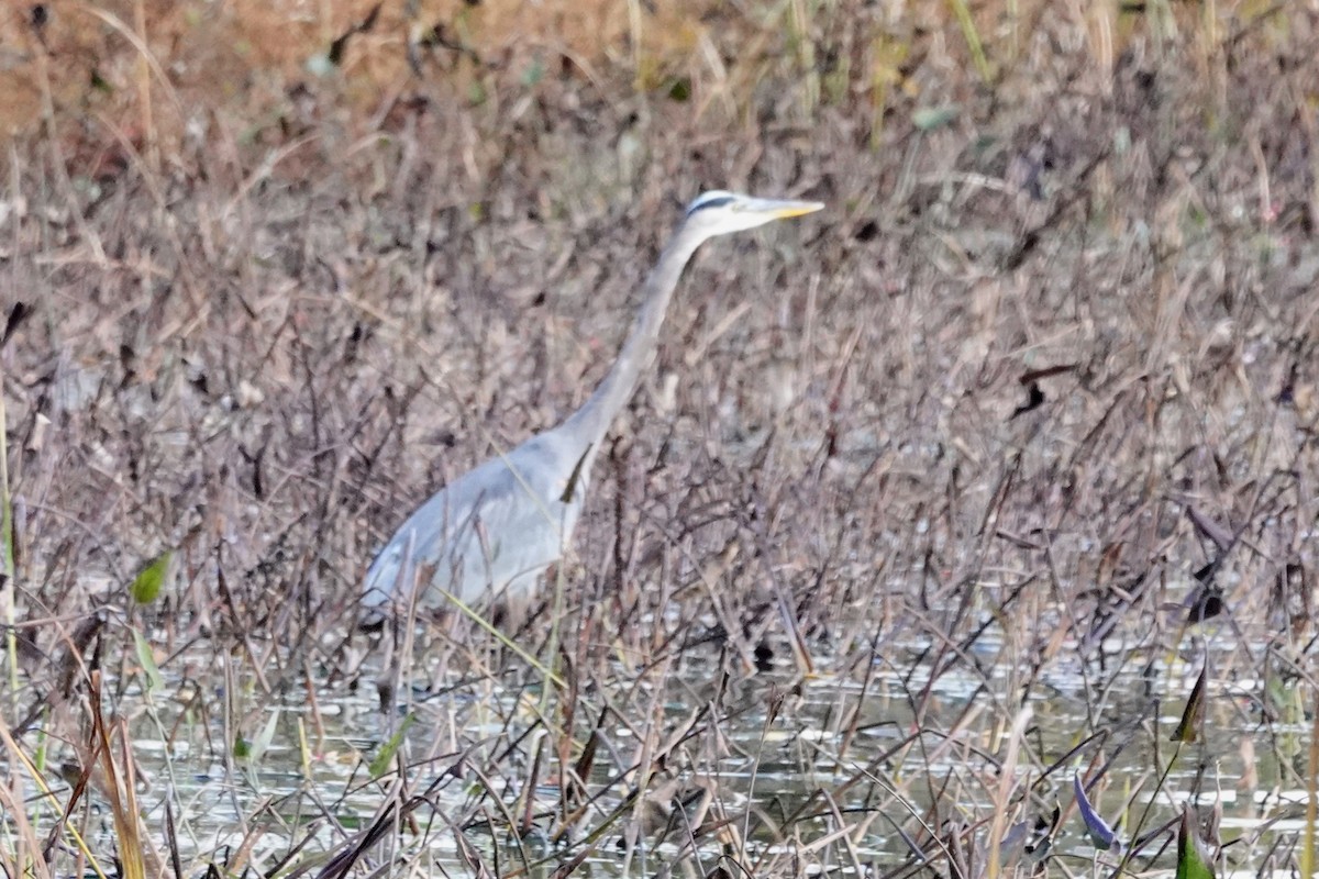 Great Blue Heron (Great Blue) - ML644061834