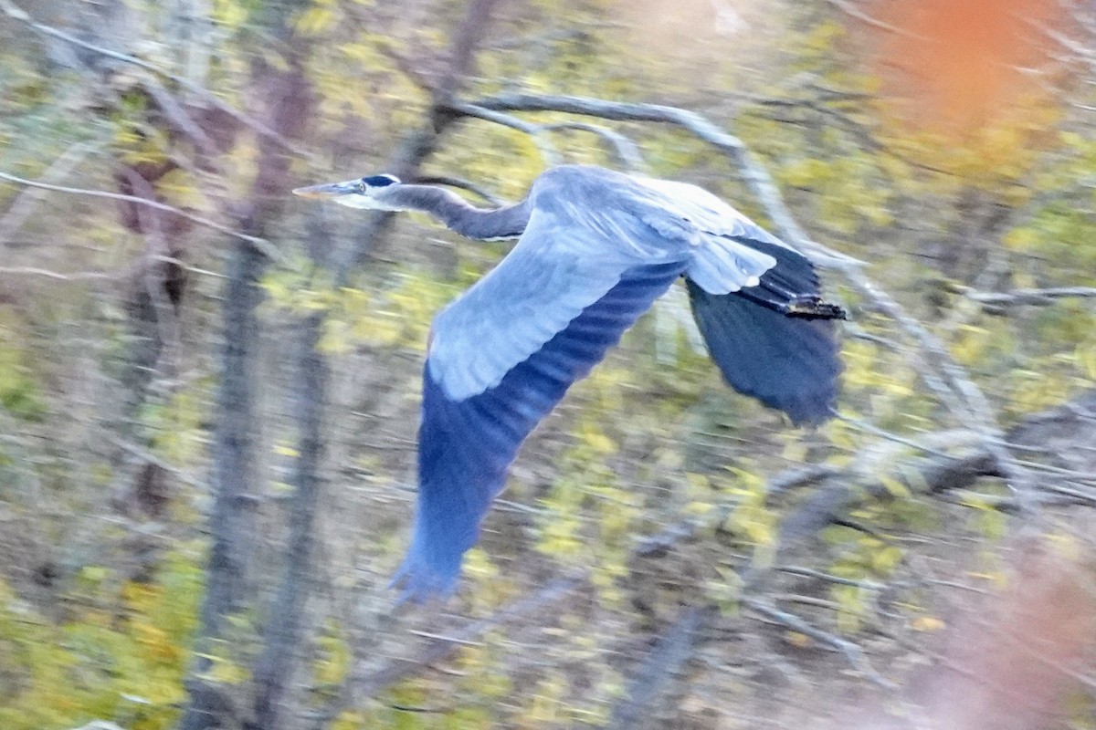 Great Blue Heron (Great Blue) - ML644061836