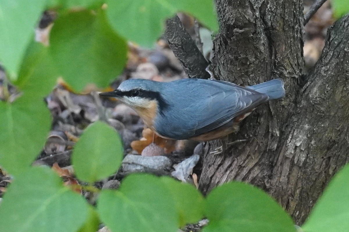 ゴジュウカラ - ML644061838
