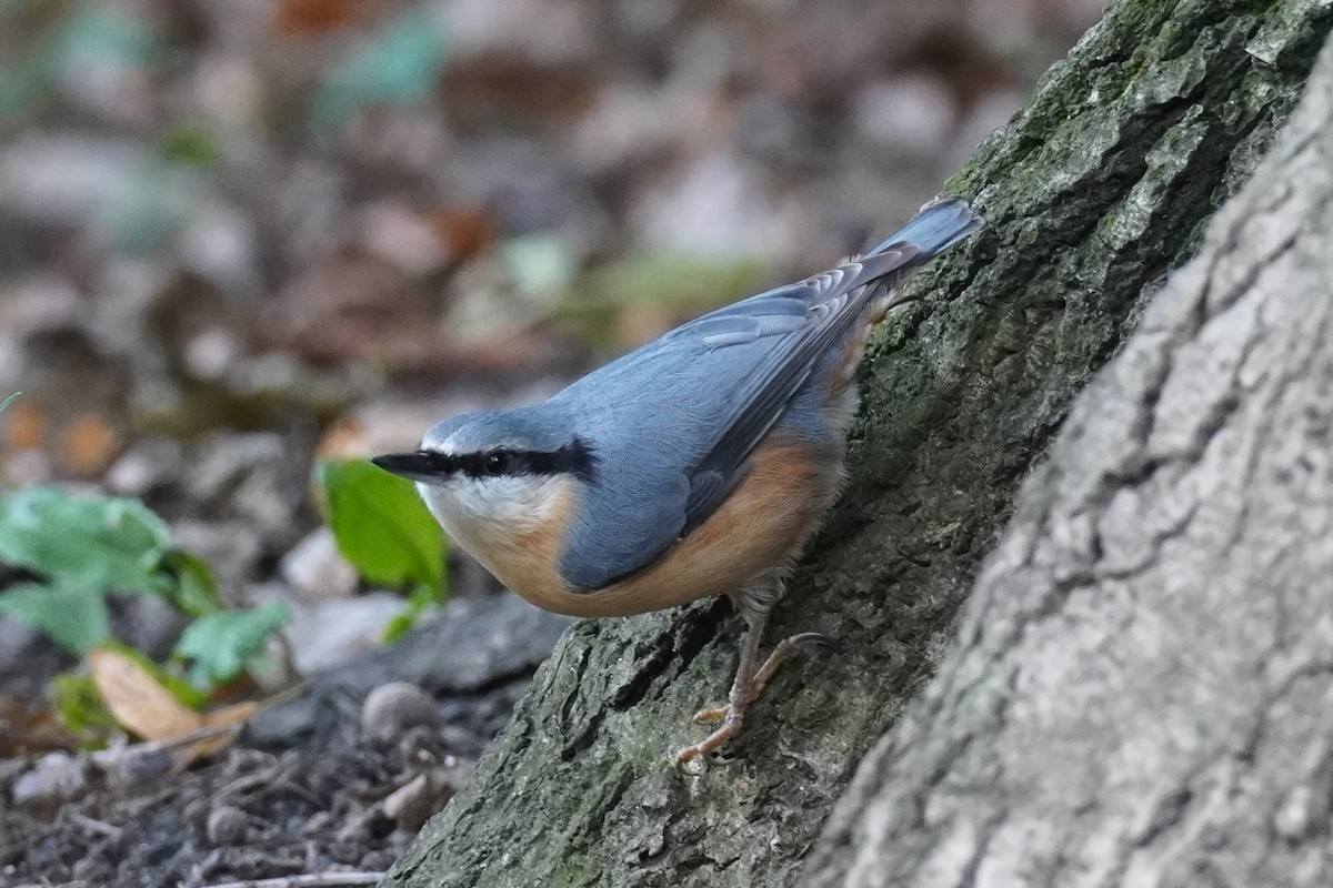 ゴジュウカラ - ML644061840