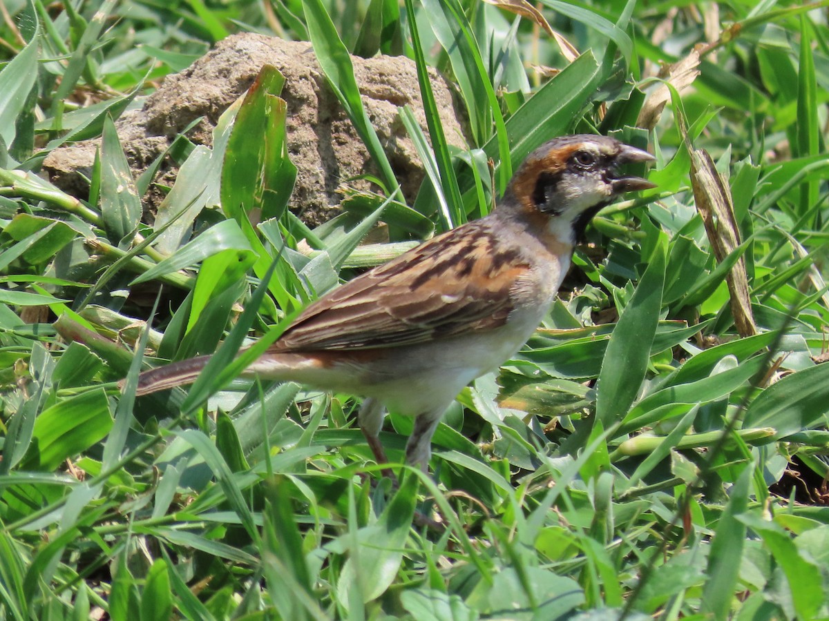 Shelley's Rufous Sparrow - ML644061845