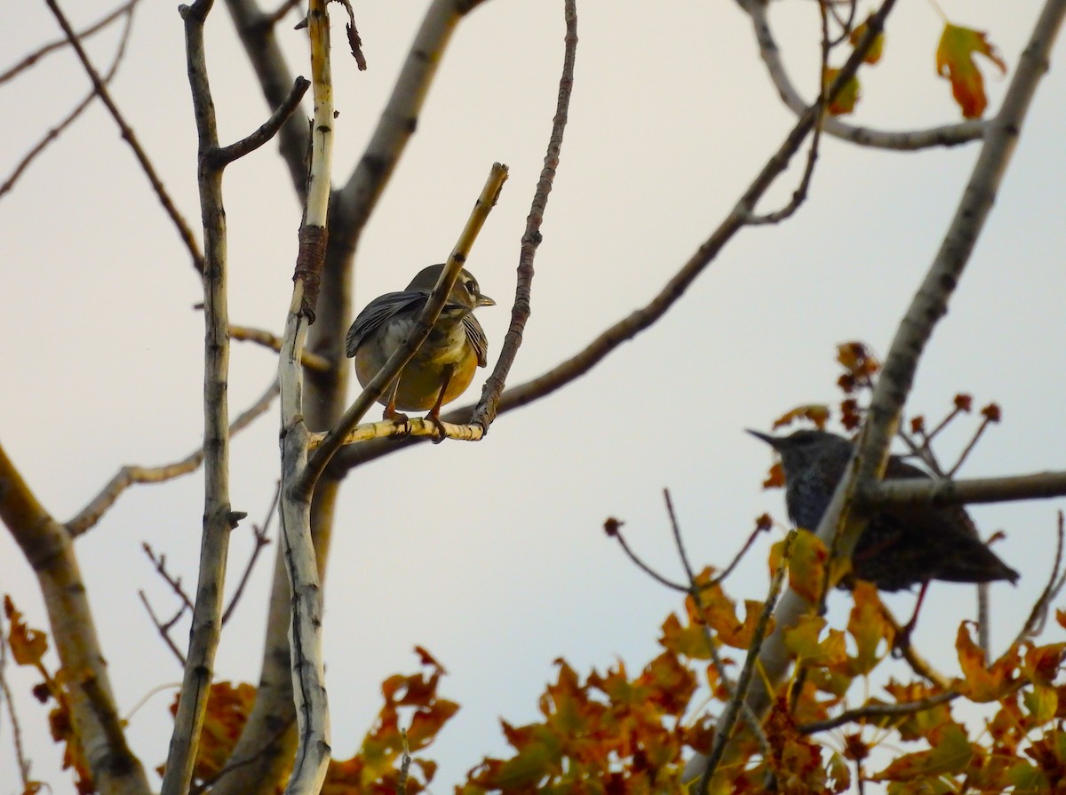 American Robin - ML644061847