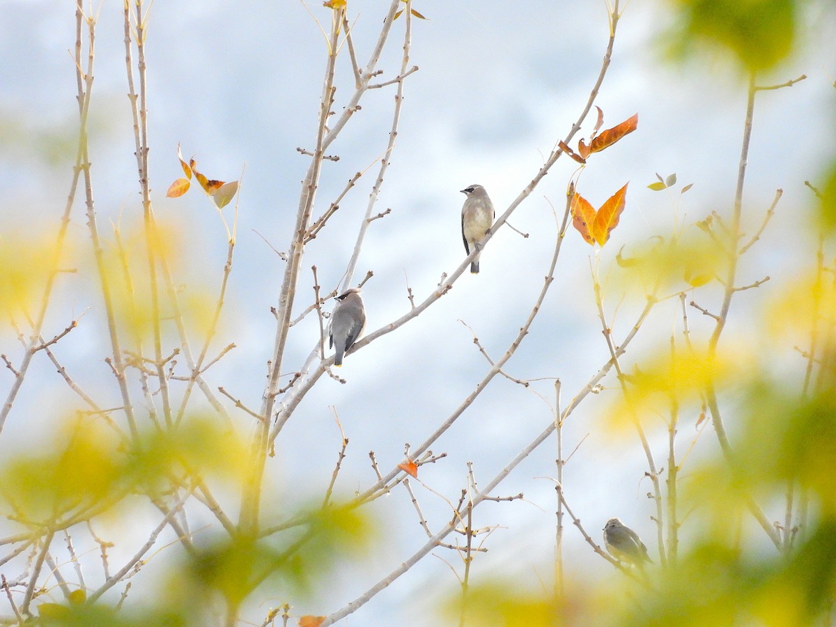 Cedar Waxwing - ML644061857