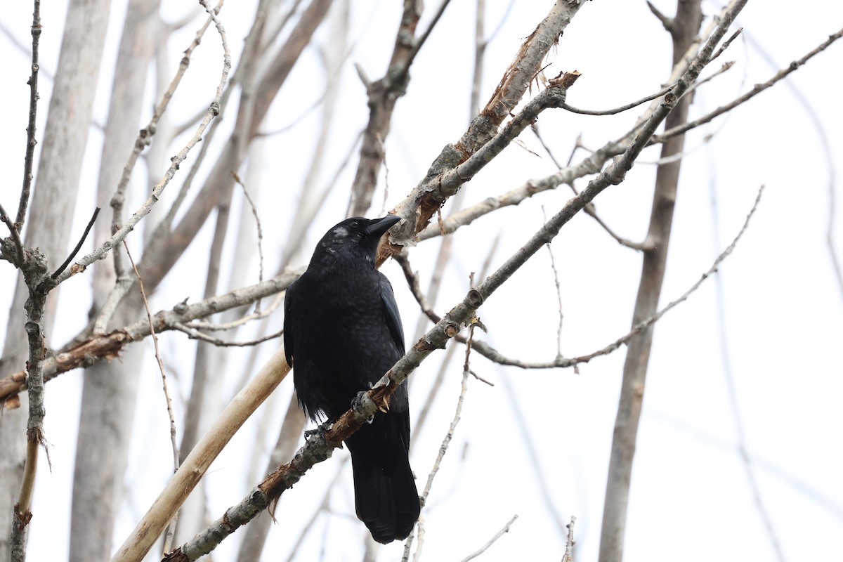 American Crow - ML644061887