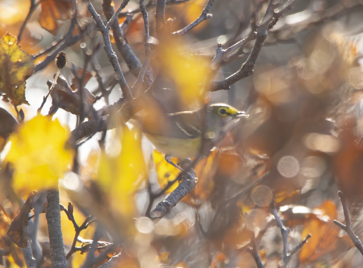 Ak Gözlü Vireo - ML644061888