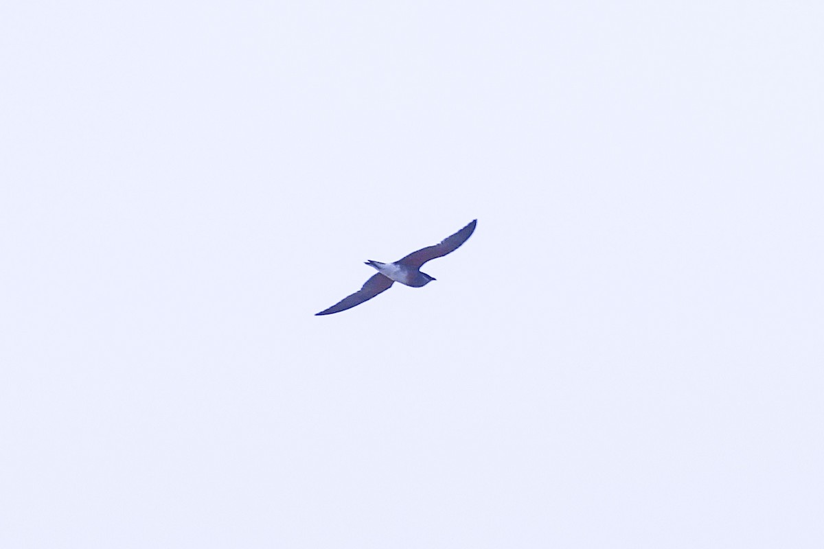 Kara Bataklıkkırlangıcı - ML644061894