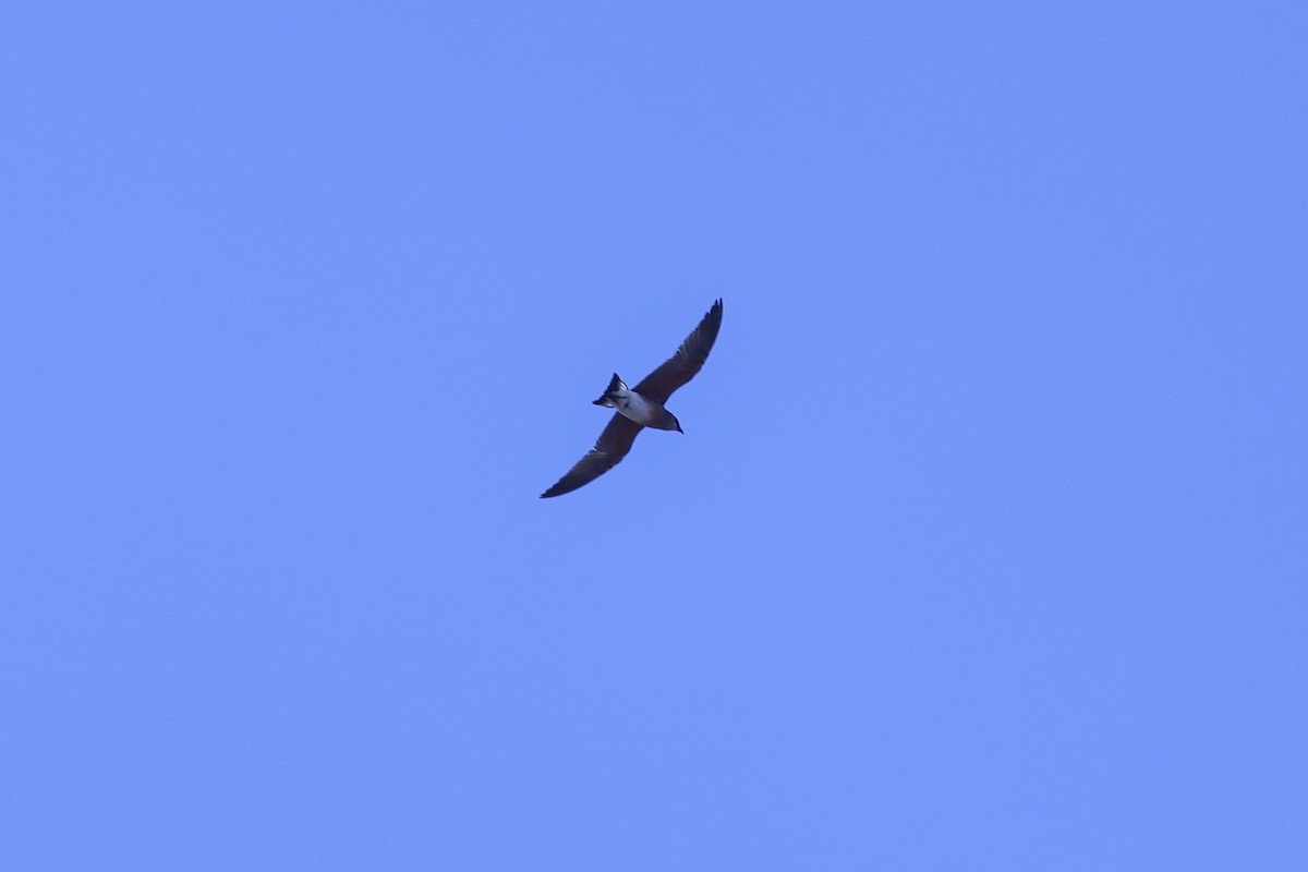 Kara Bataklıkkırlangıcı - ML644061895