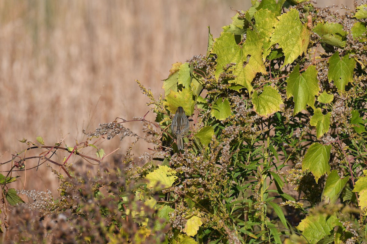 Nelson's Sparrow (Atlantic Coast) - ML644061901