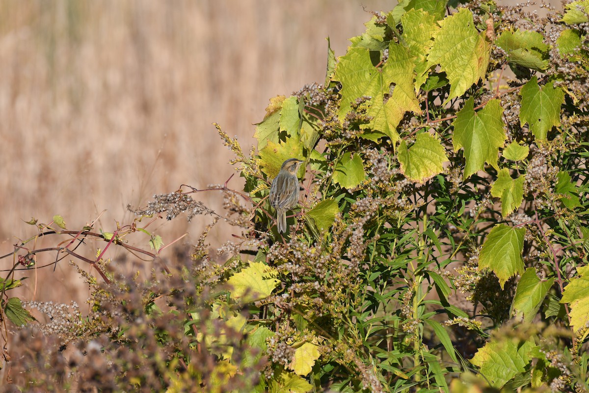 Nelson's Sparrow (Atlantic Coast) - ML644061902
