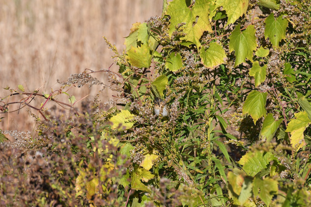 Nelson's Sparrow (Atlantic Coast) - ML644061903