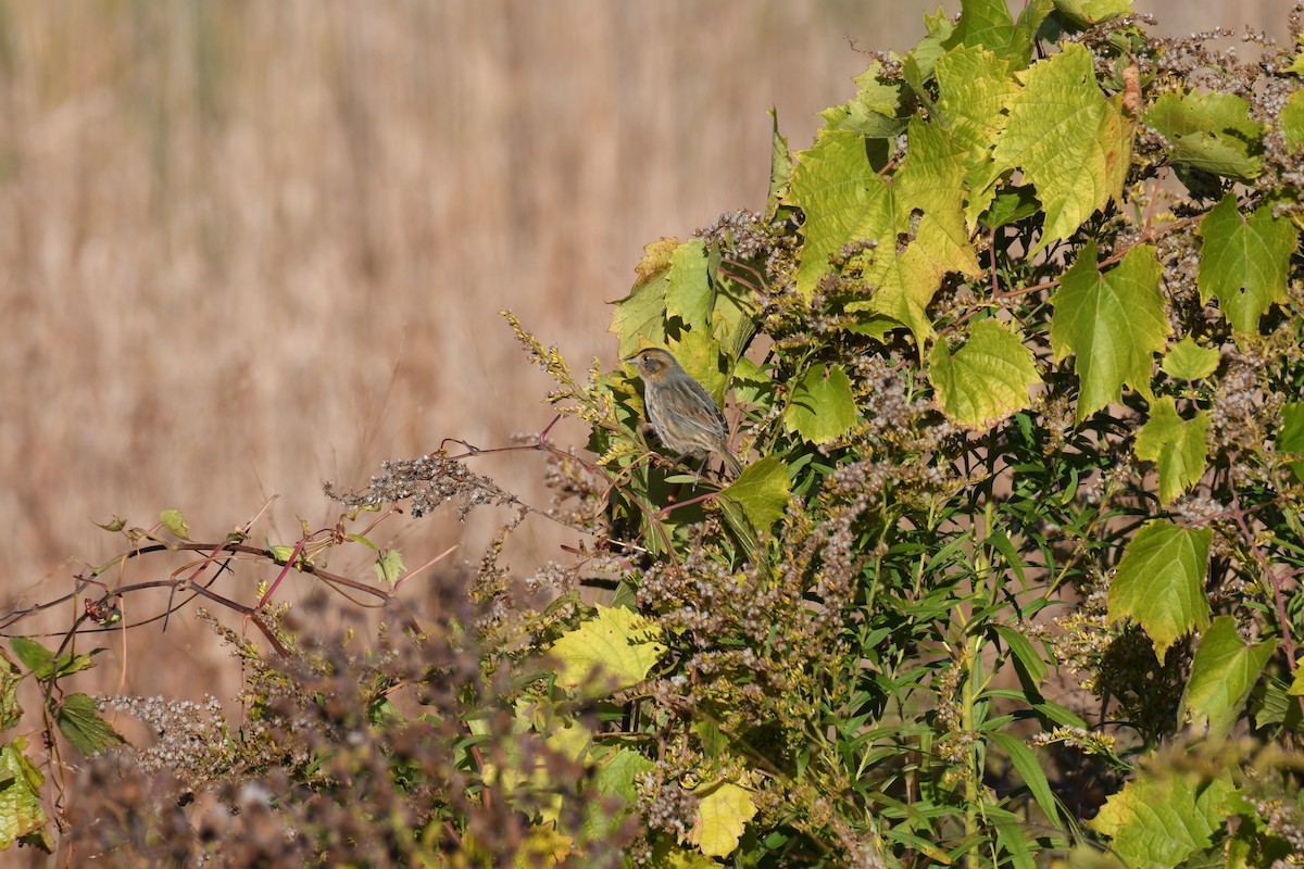 Nelson's Sparrow (Atlantic Coast) - ML644061904