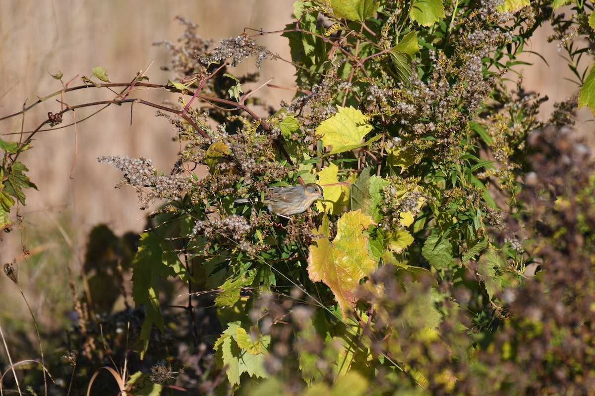 Nelson's Sparrow (Atlantic Coast) - ML644061905