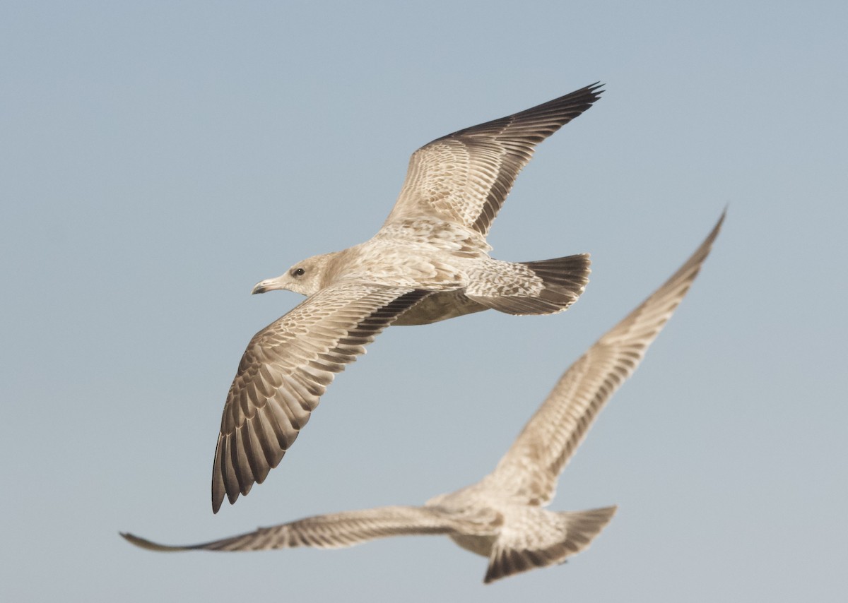 Larus sp. - ML644061906