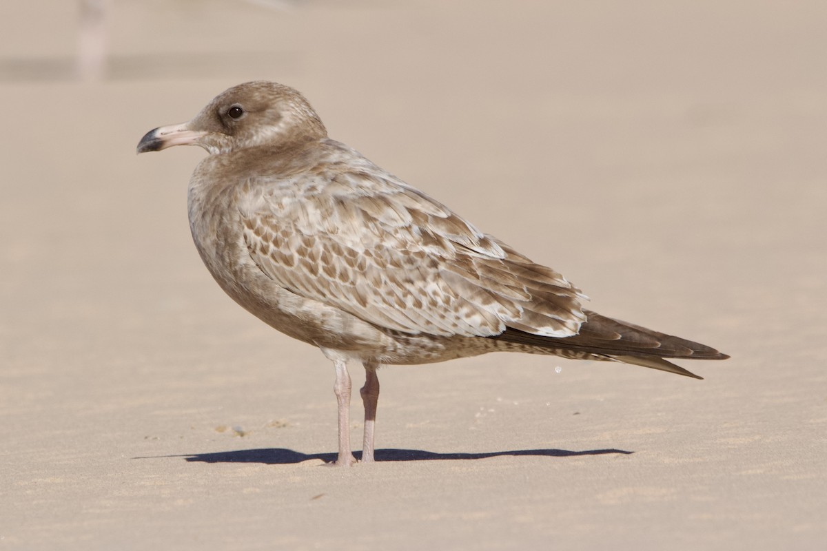 Larus sp. - ML644061907