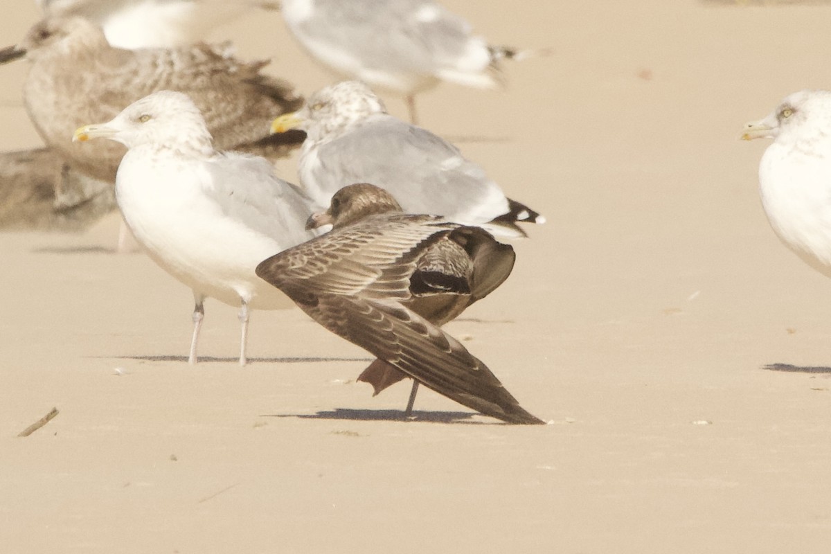 tanımsız Larus sp. - ML644061908