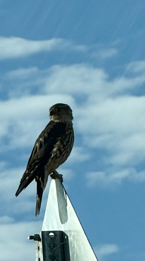 Merlin - ML644061921