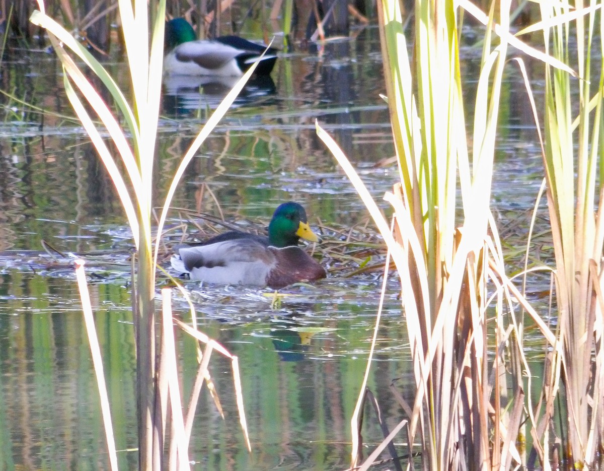 Canard colvert - ML644061923