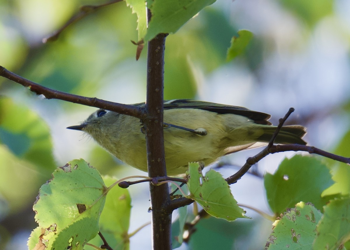 Ruby-crowned Kinglet - ML644061925