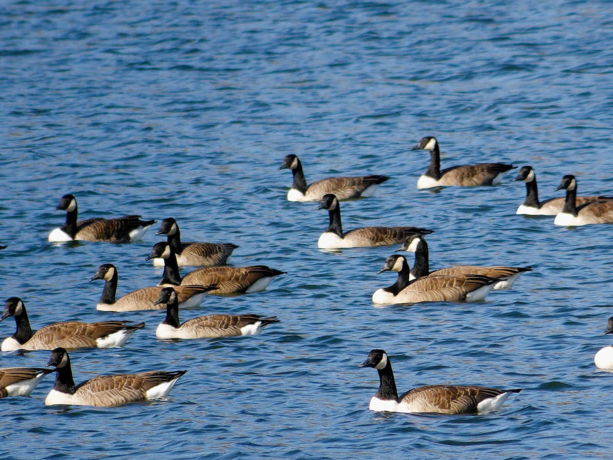 Bernache du Canada - ML644061928