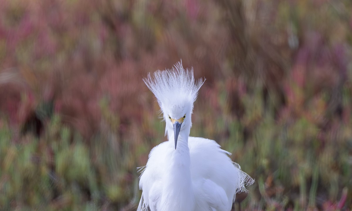 Aigrette neigeuse - ML644061939