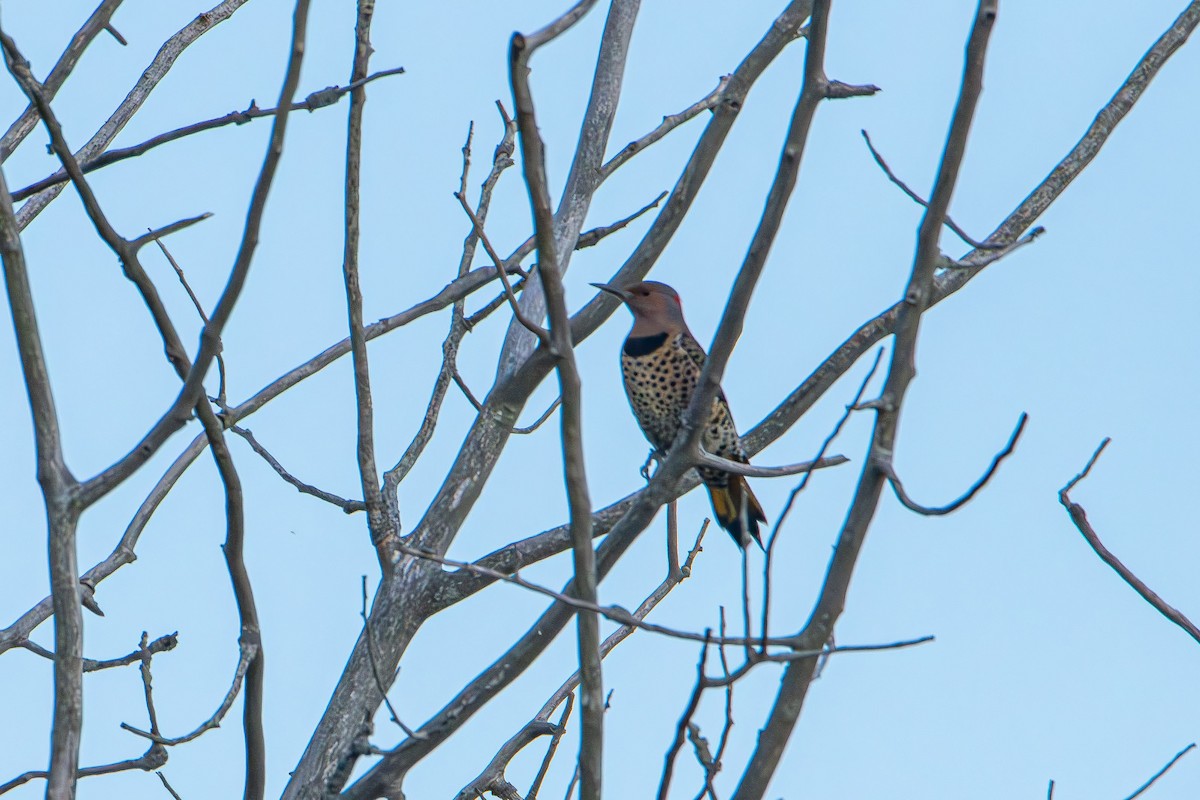 gullspett (auratus/luteus) - ML644061950