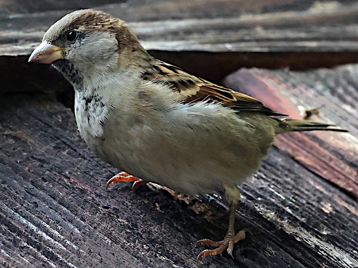 House Sparrow - ML644061978